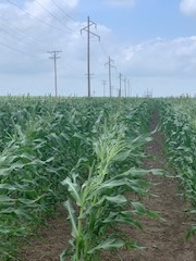 Gene found corn.