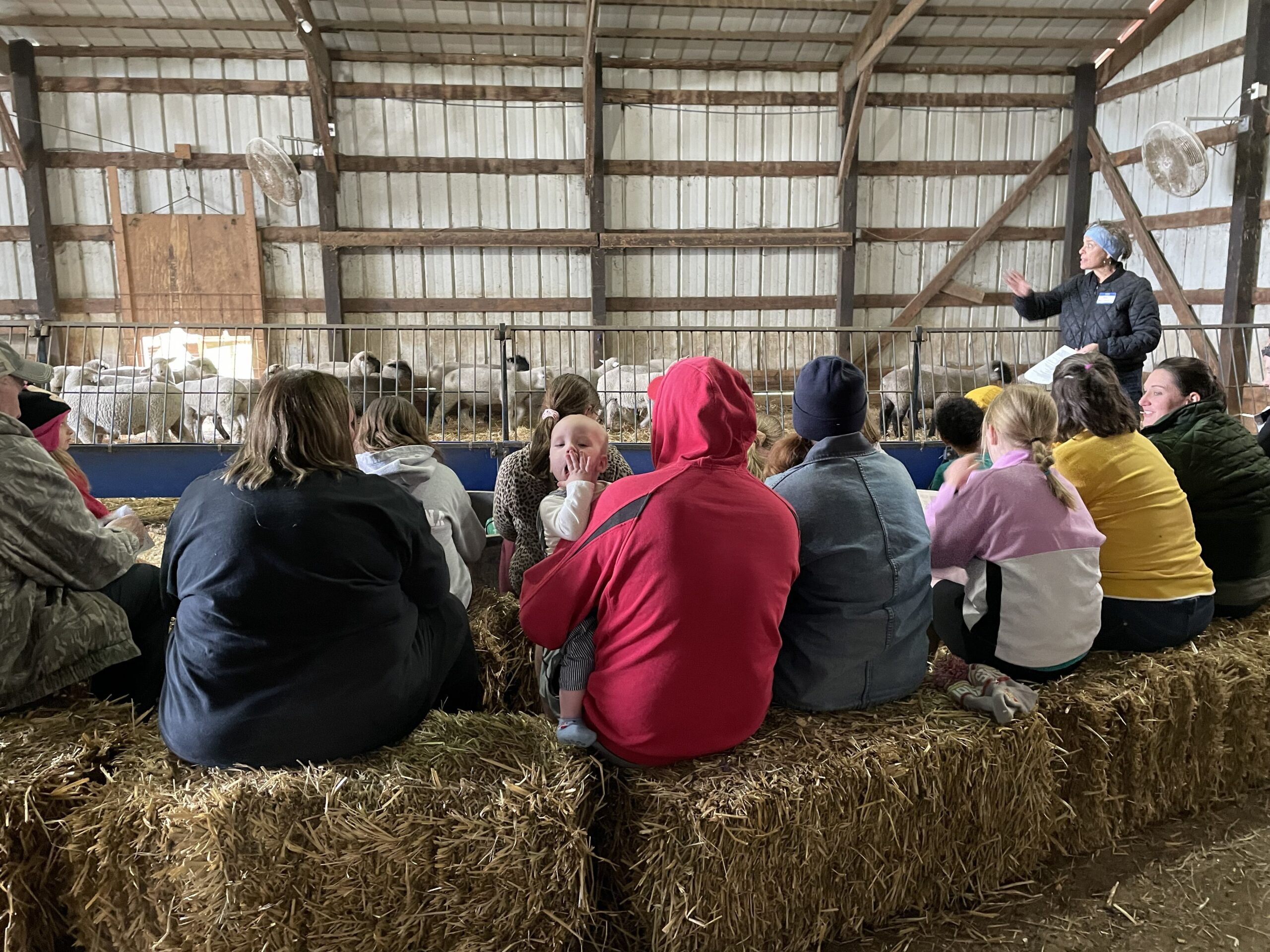 FeedMyLambs_009