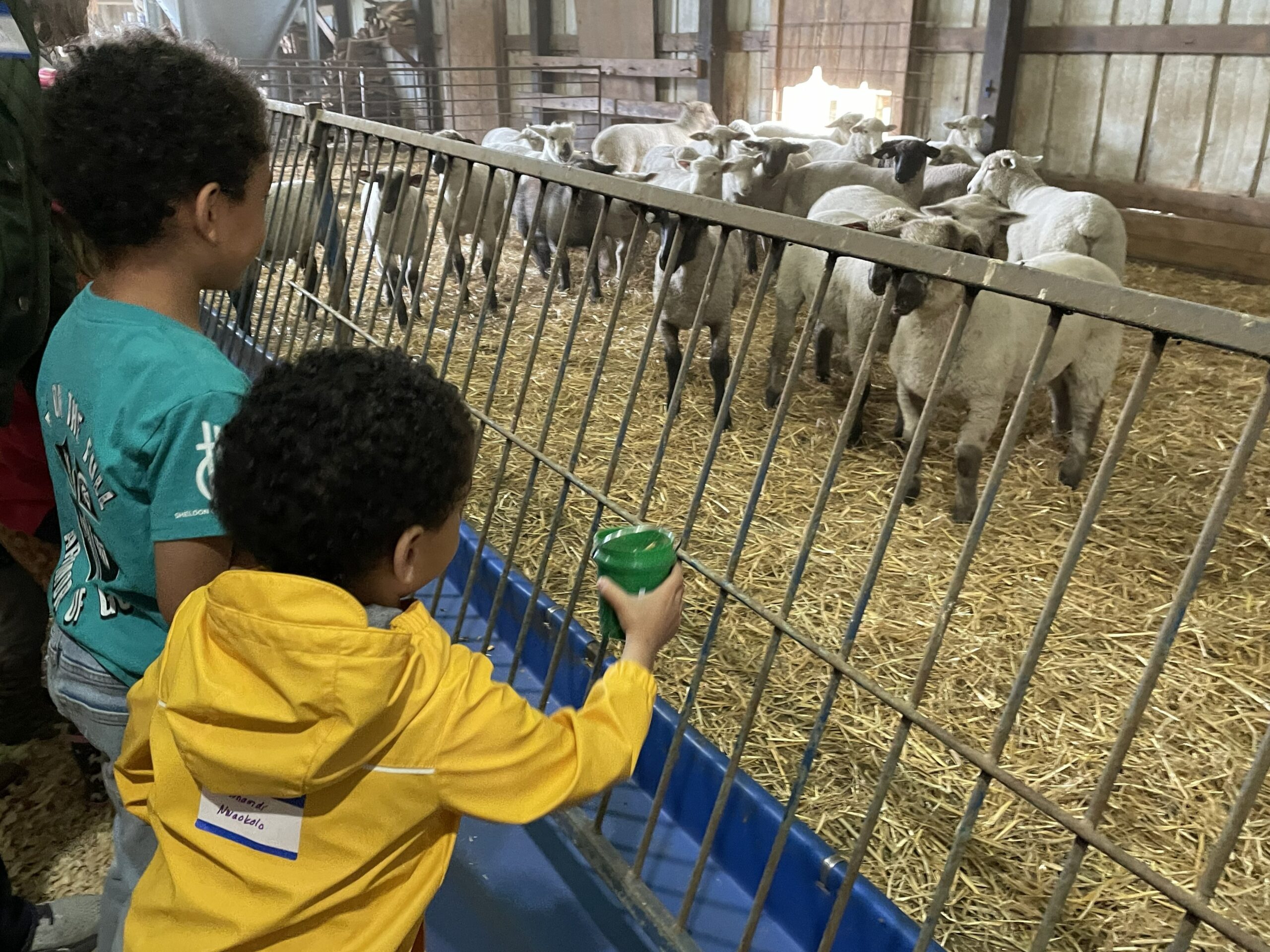 FeedMyLambs_016