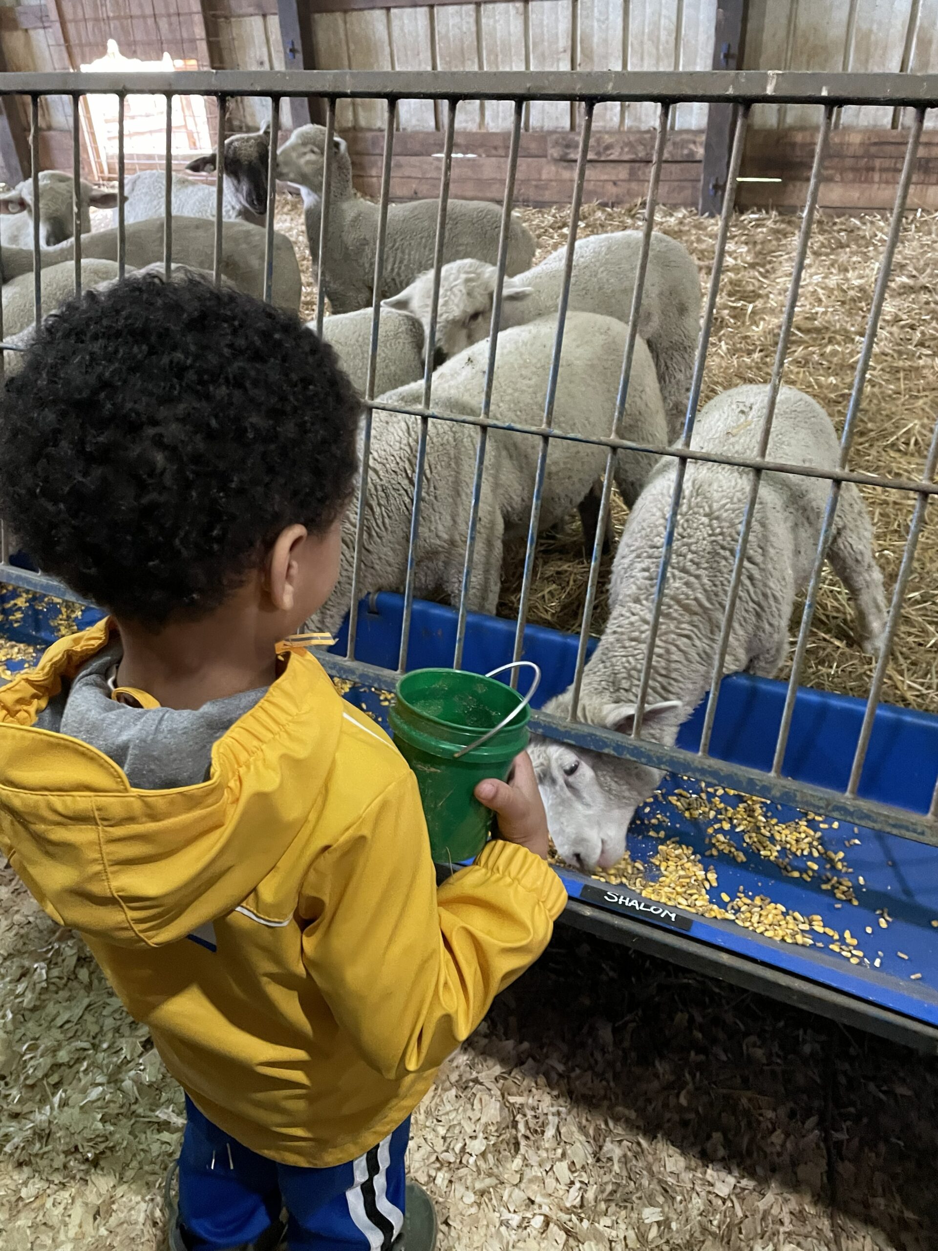 FeedMyLambs_017