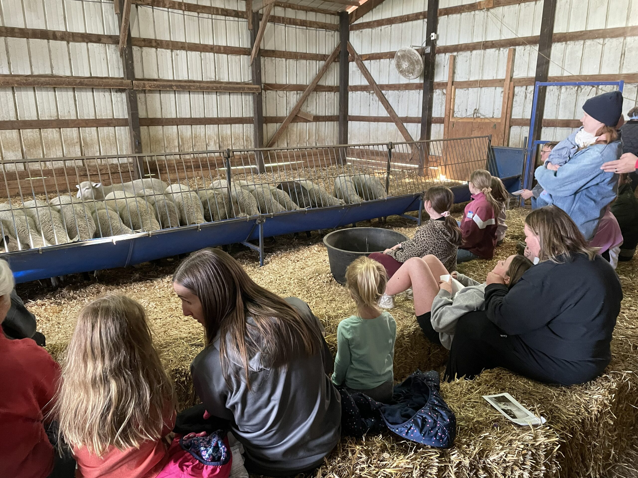 FeedMyLambs_020
