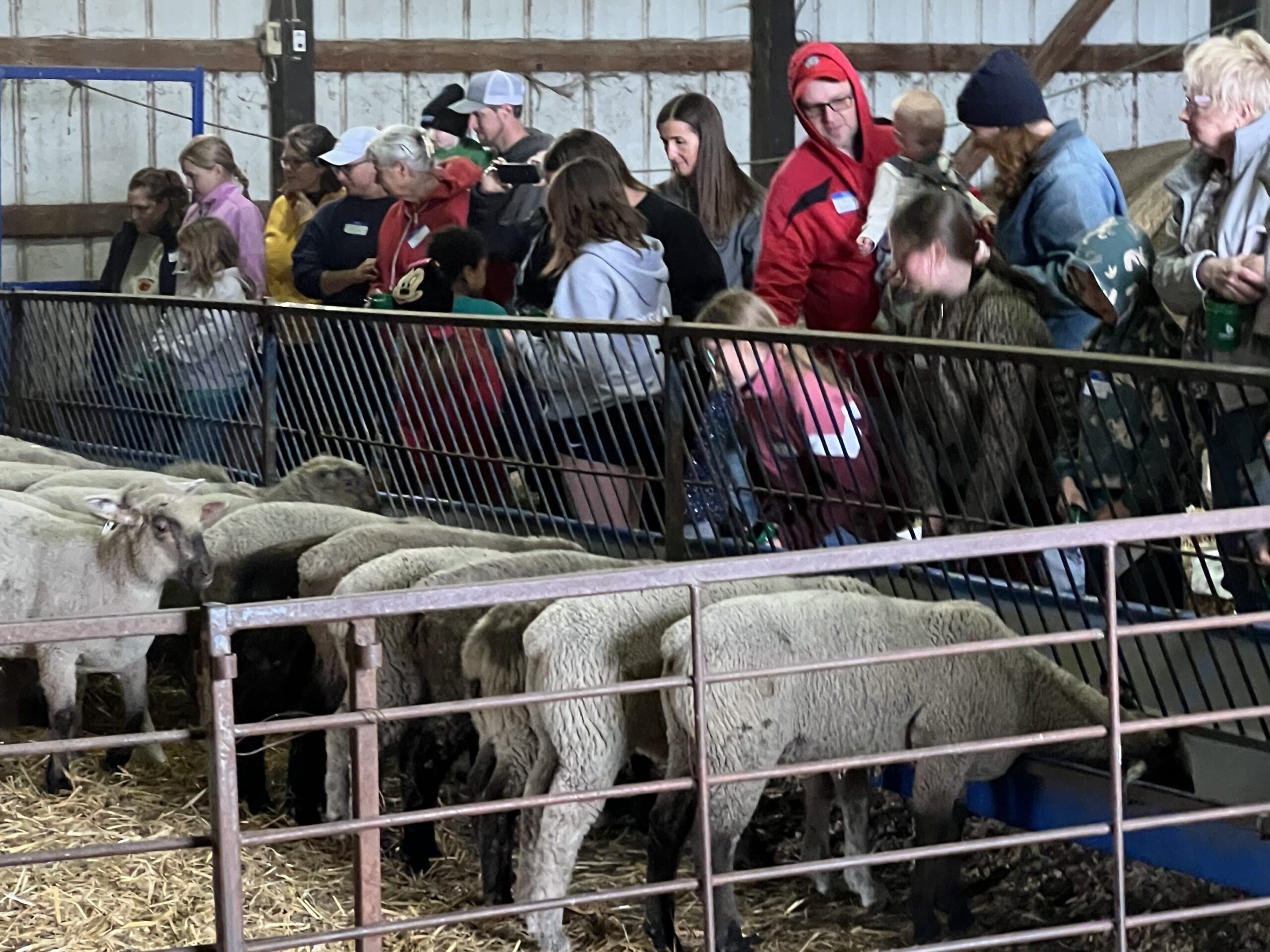 FeedMyLambs_027