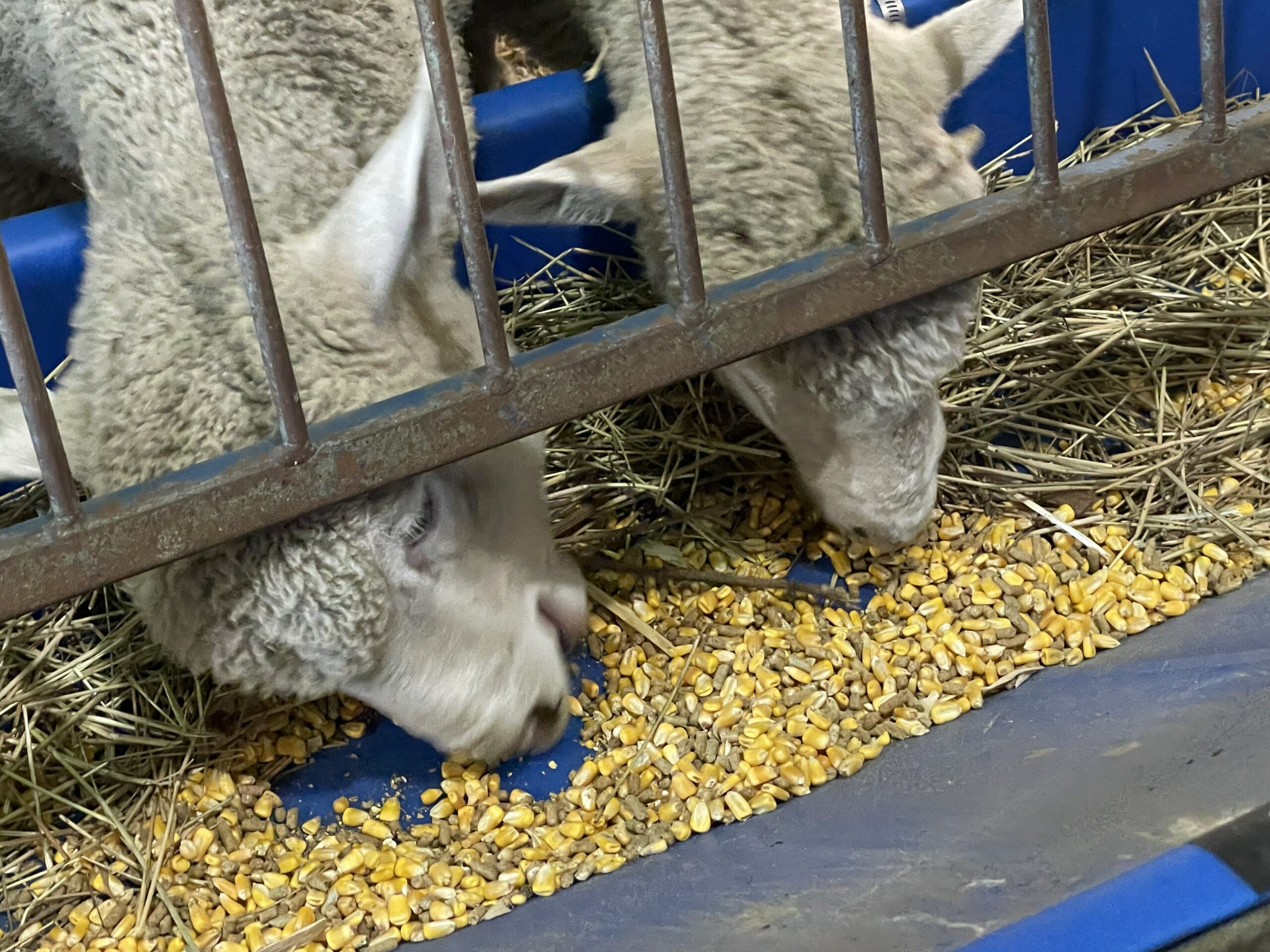 FeedMyLambs_033