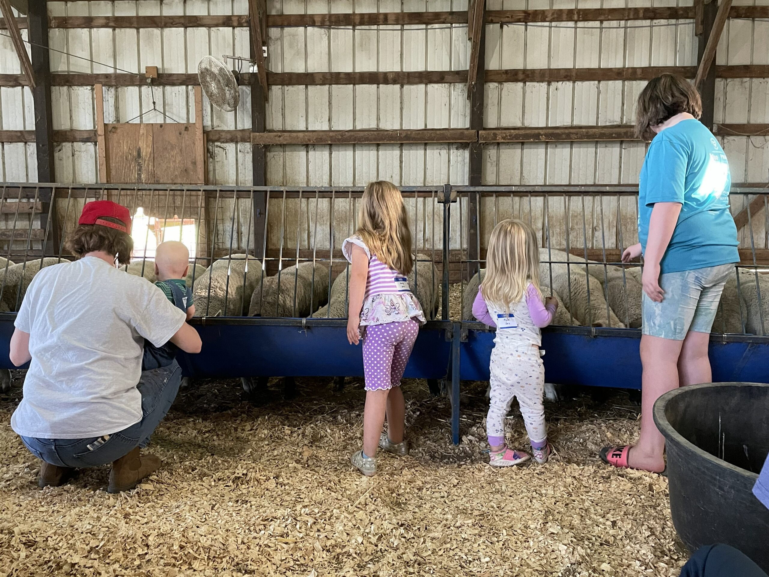 FeedMyLambs_034