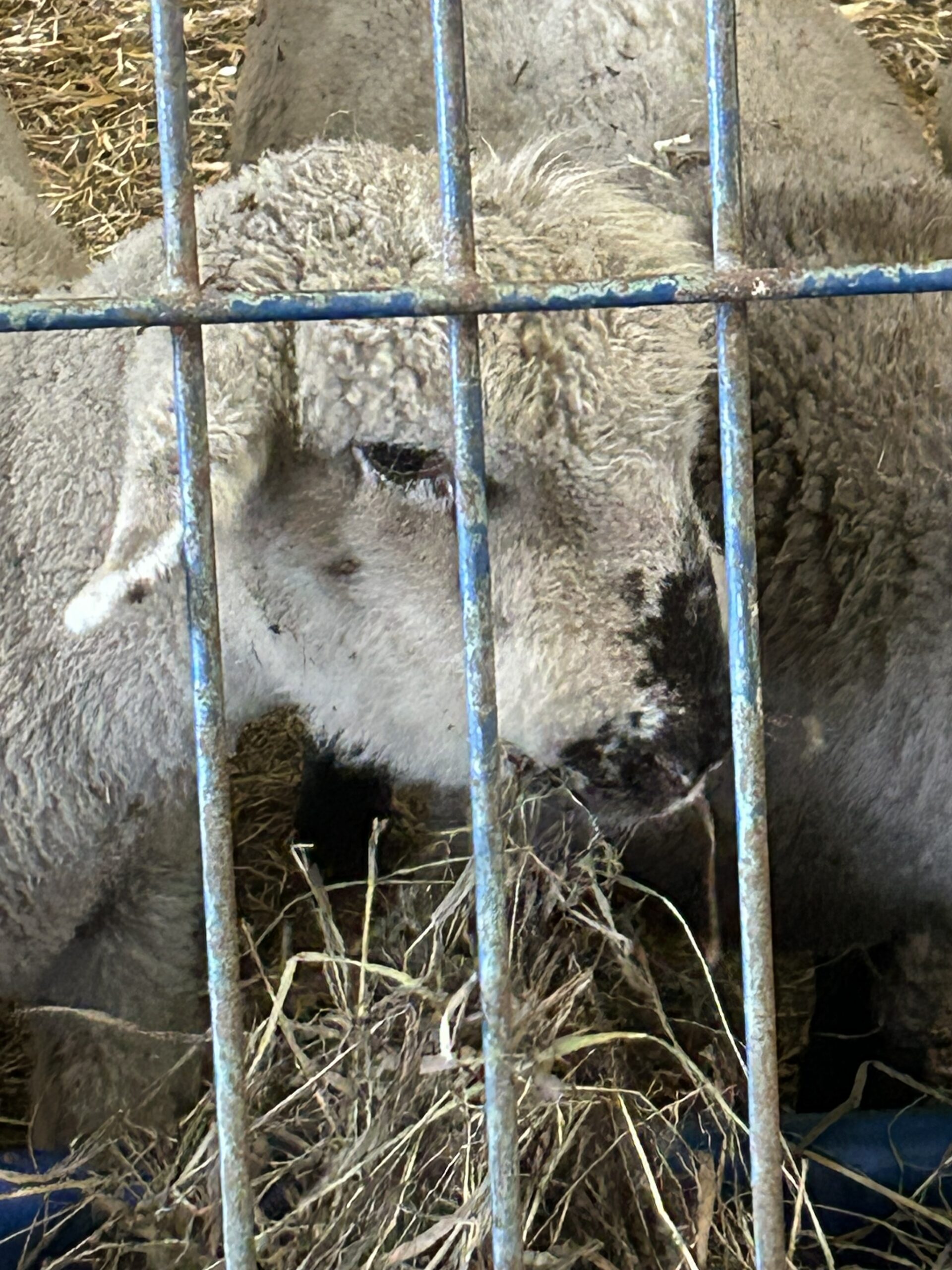 FeedMyLambs_047