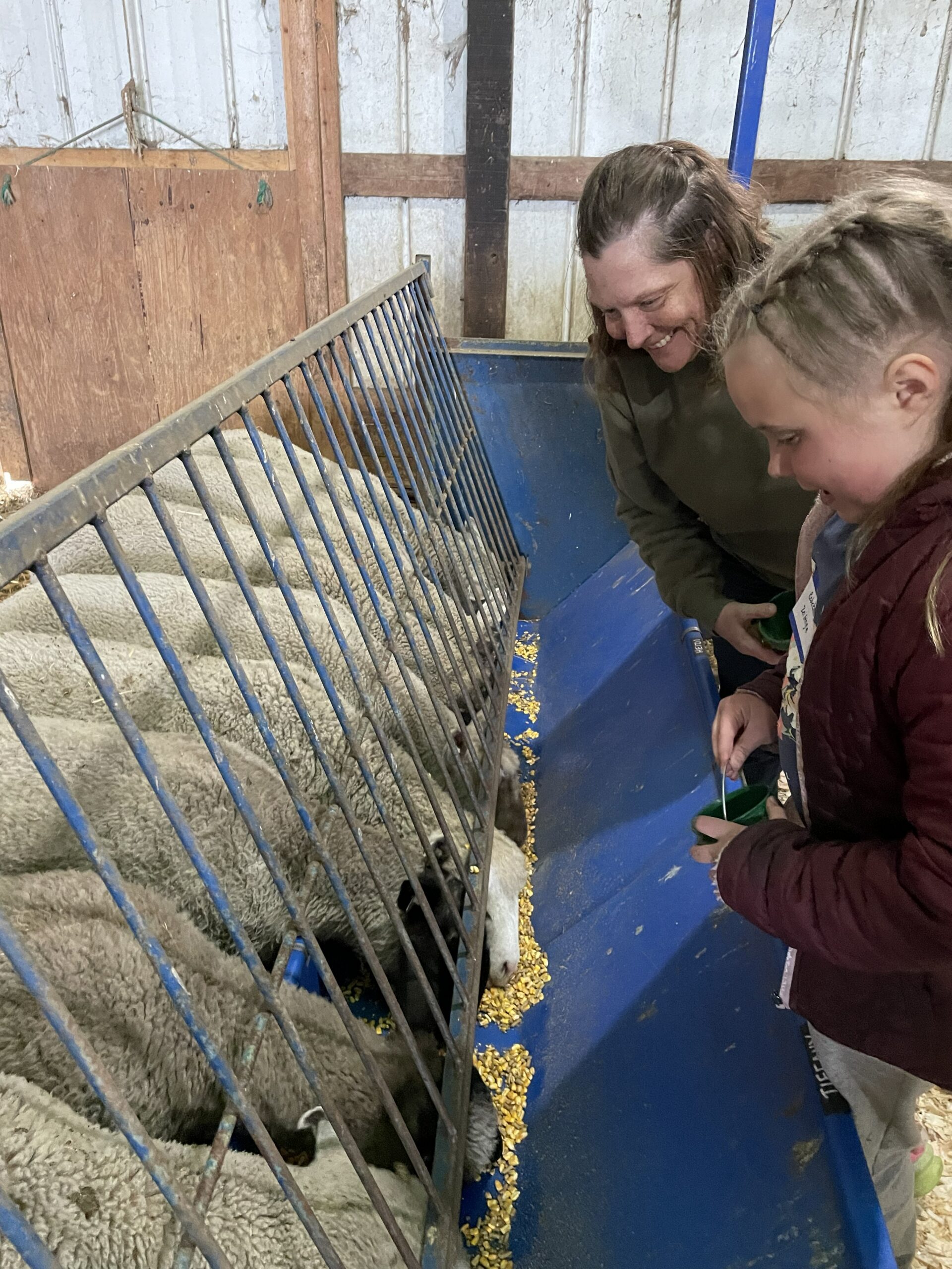 FeedMyLambs_055