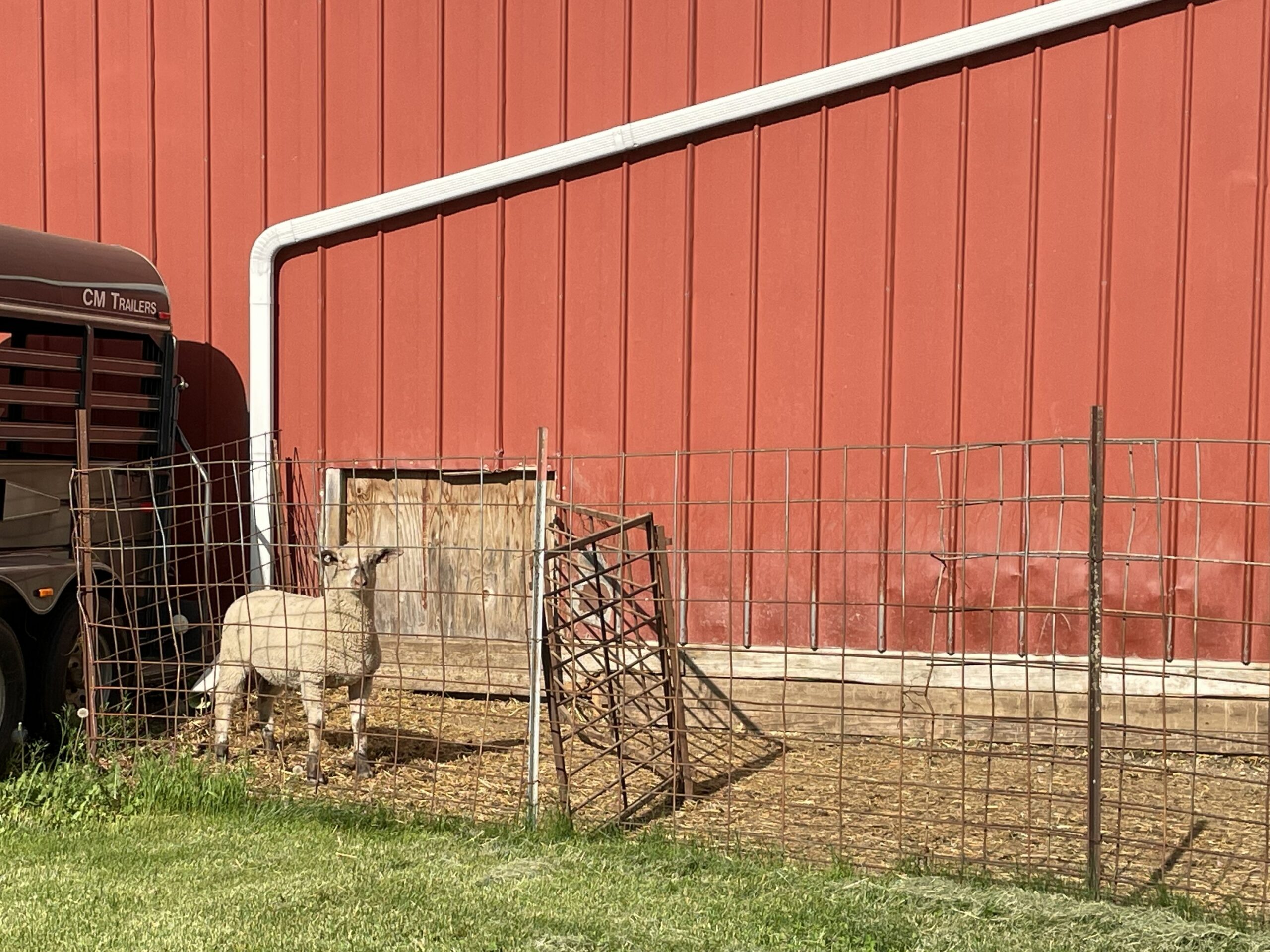 FeedMyLambs_058