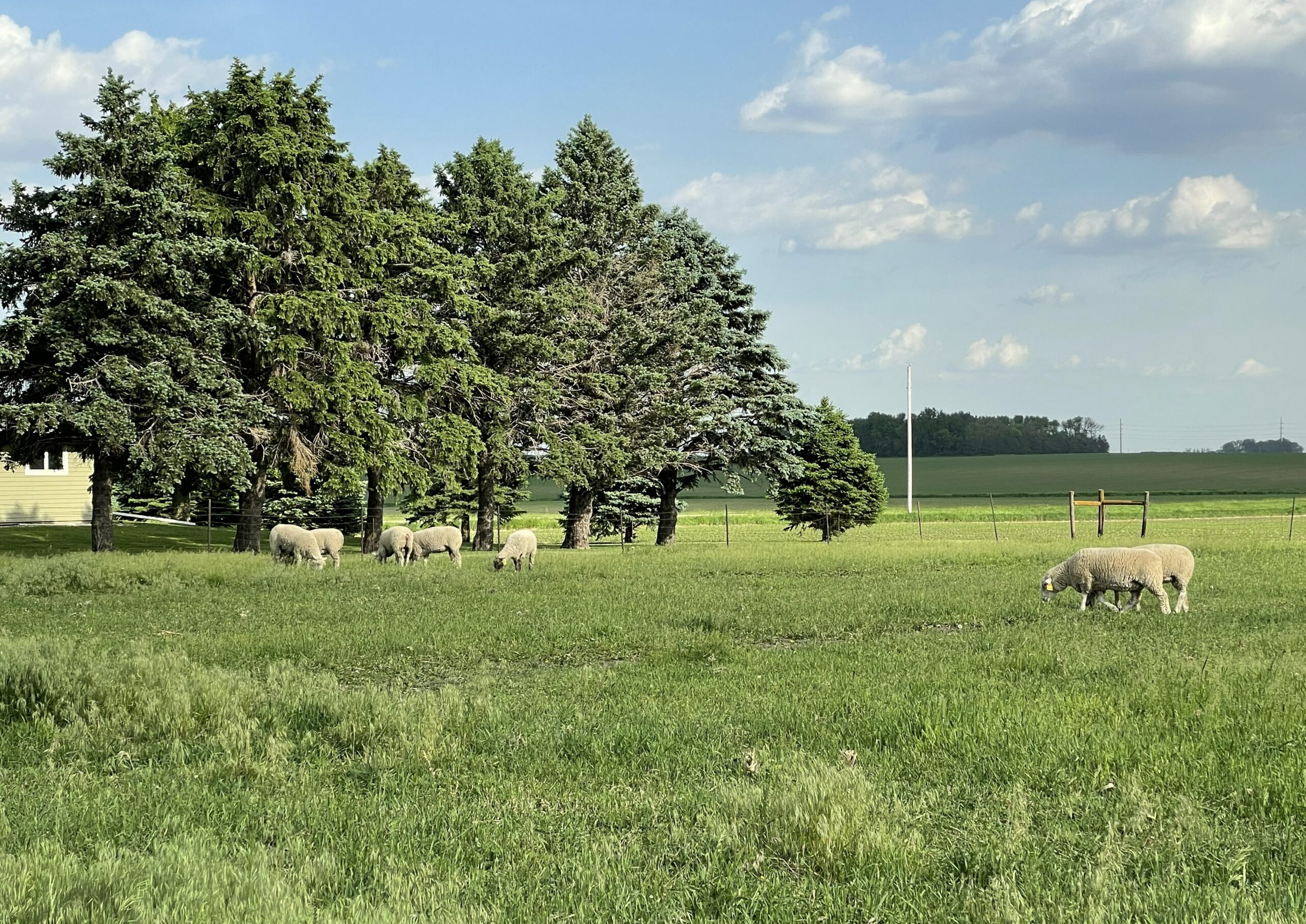 FeedMyLambs_059