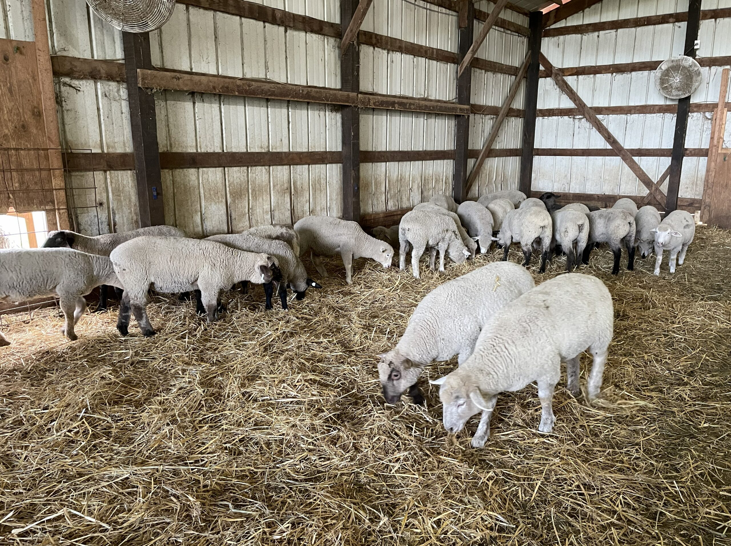 FeedMyLambs_061