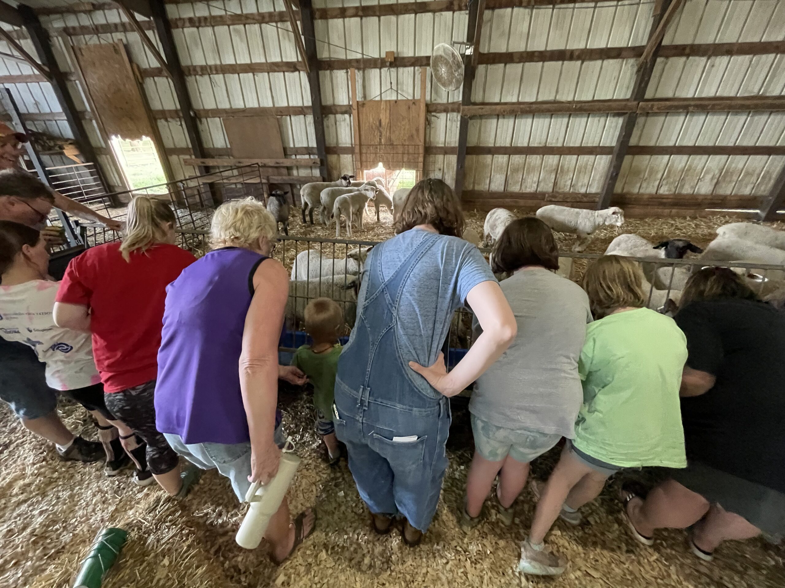 FeedMyLambs_071