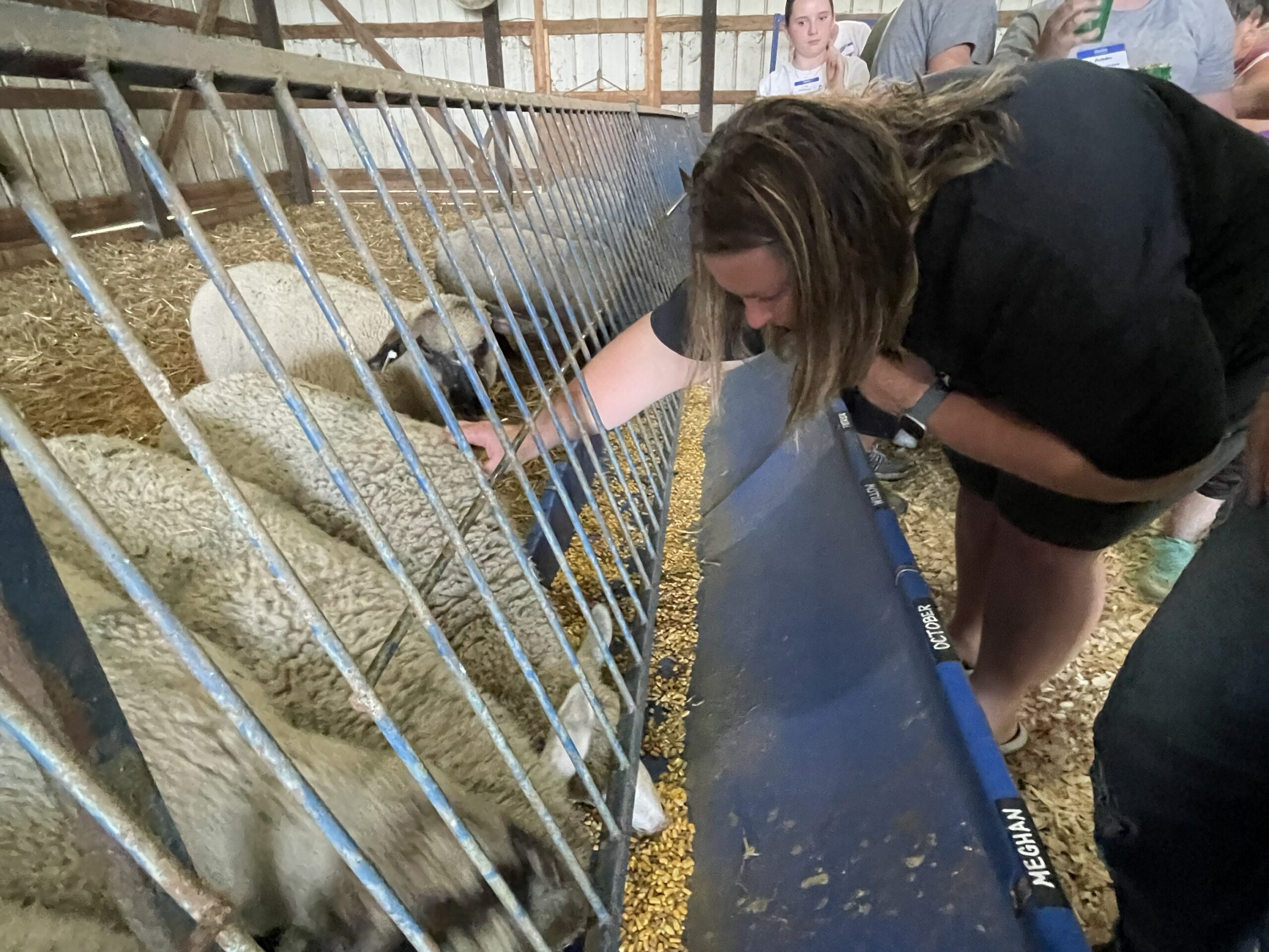 FeedMyLambs_073