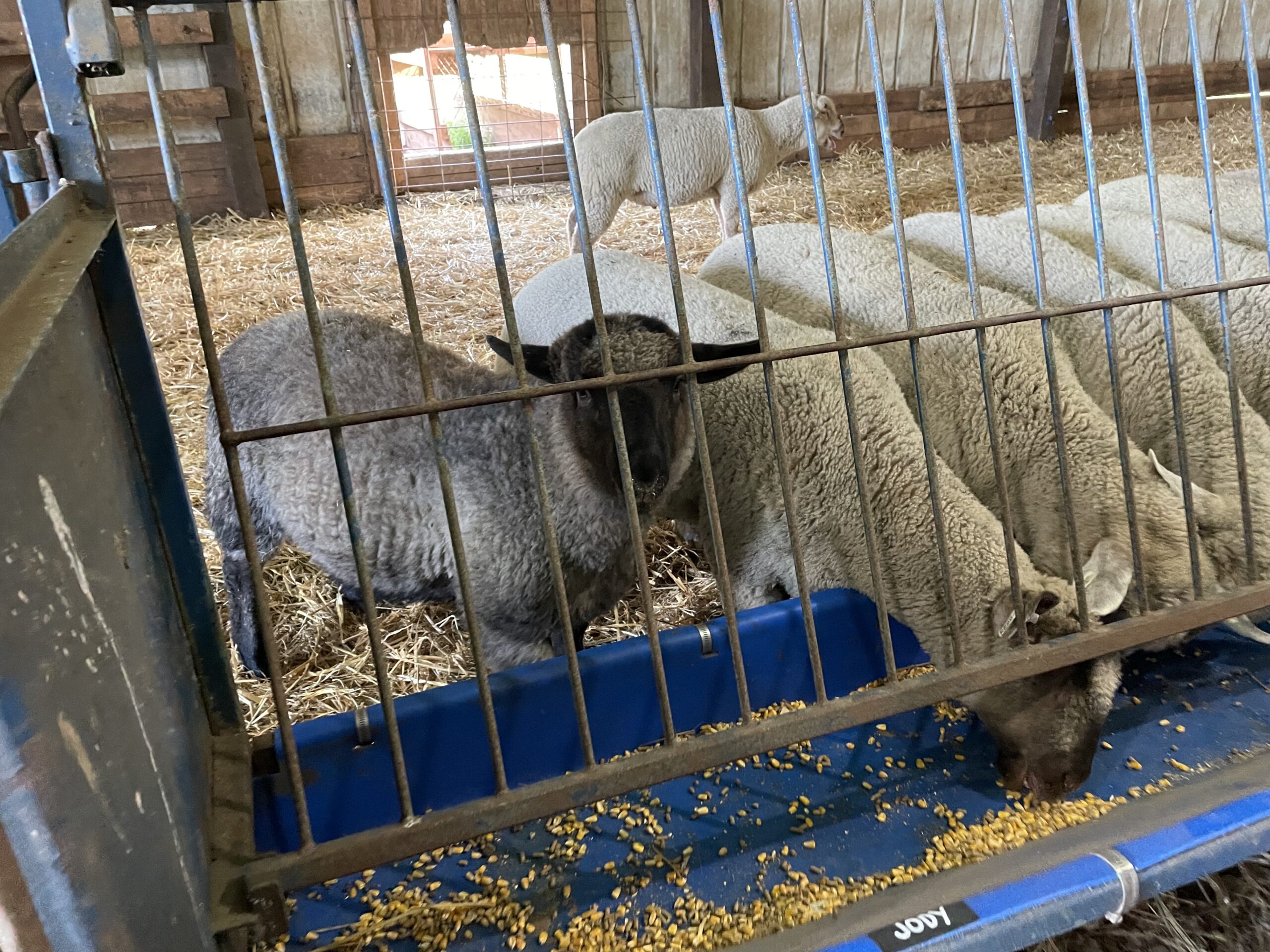 FeedMyLambs_075