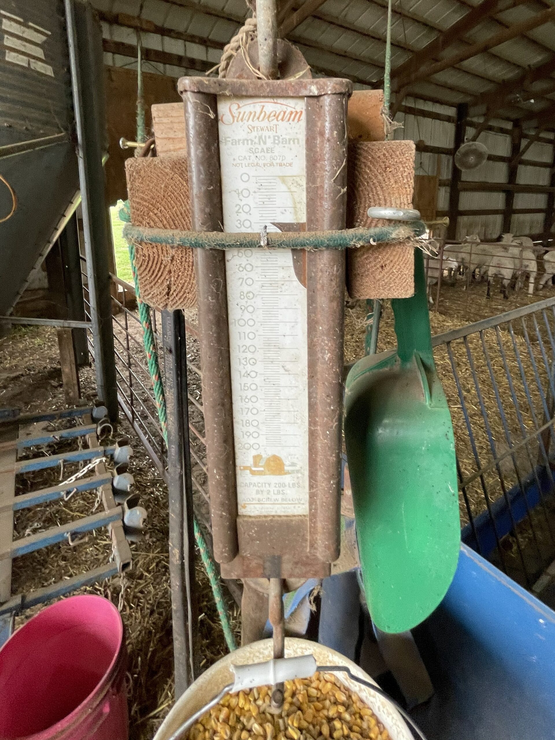 FeedMyLambs_082